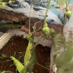 Náhodný obrázek: att.obzJJCRoEF0yCYpQ308XhMY1vUUMVvI4USiQtz9nPu0.jpg